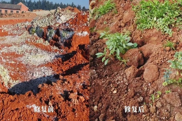 盐碱地改良技术春小麦中试在唐山丰南区开展(图1)