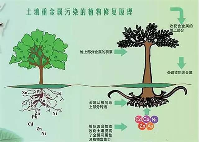 如何实现土壤修复的有效方法？(图1)